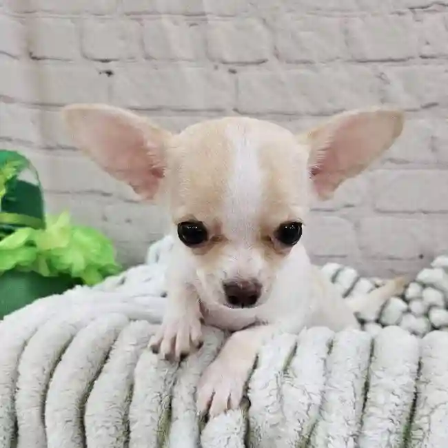 Female Chihuahua Puppy for Sale in Monroeville, PA