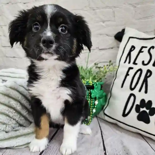 Female Miniature Australian Shepherd Puppy for Sale in Monroeville, PA