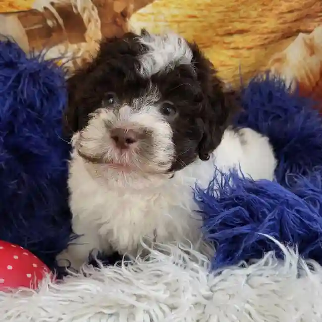 Male Havanese Puppy for Sale in Monroeville, PA