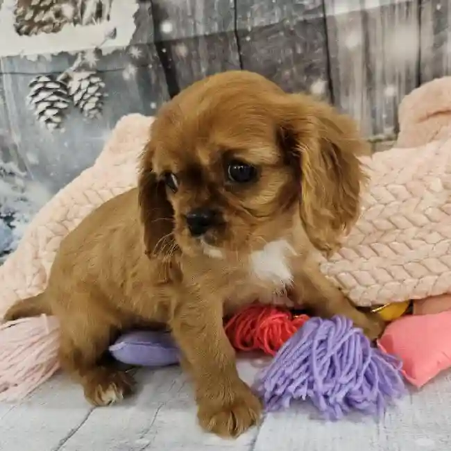 Female Cavalier King Charles Spaniel Puppy for Sale in Monroeville, PA