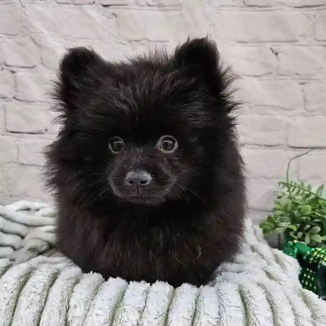 Male Pomeranian Puppy for Sale in Monroeville, PA