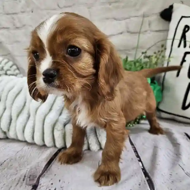 Male Cavalier King Charles Spaniel Puppy for Sale in Monroeville, PA