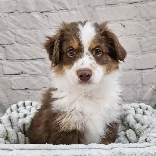 Male Miniature Australian Shepherd Puppy for Sale in Monroeville, PA