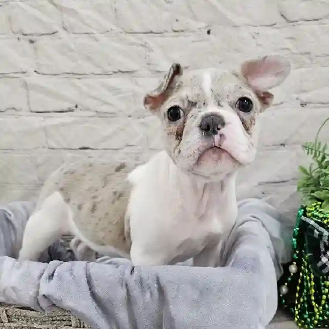 Female French Bulldog Puppy for Sale in Monroeville, PA