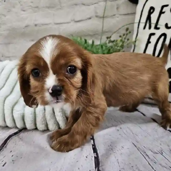 Male Cavalier King Charles Spaniel Puppy for Sale in Monroeville, PA