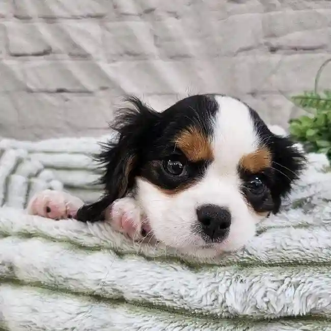 Male Cavalier King Charles Spaniel Puppy for Sale in Monroeville, PA