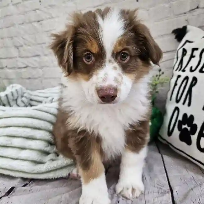 Male Miniature Australian Shepherd Puppy for Sale in Monroeville, PA