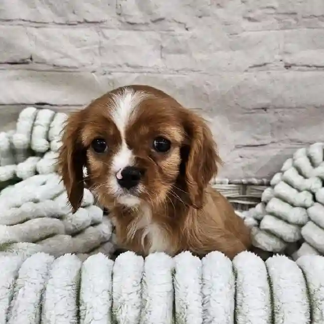 Male Cavalier King Charles Spaniel Puppy for Sale in Monroeville, PA