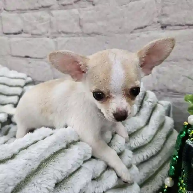 Female Chihuahua Puppy for Sale in Monroeville, PA