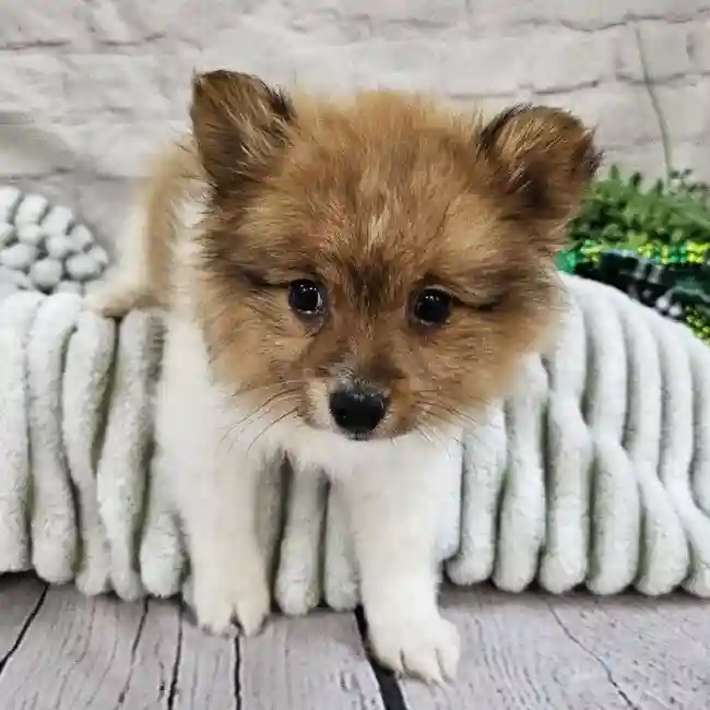 Female Pomeranian Puppy for Sale in Monroeville, PA