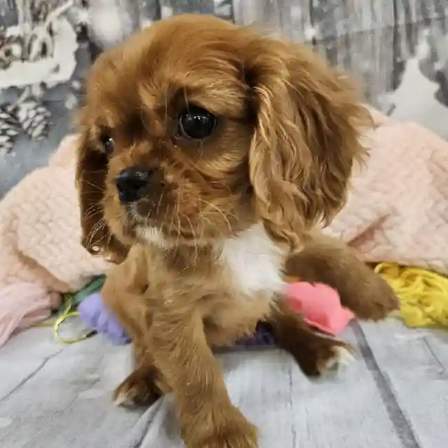 Female Cavalier King Charles Spaniel Puppy for Sale in Monroeville, PA