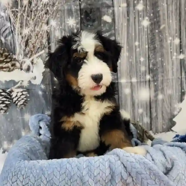 Male Mini Bernedoodle 2nd Gen Puppy for Sale in Monroeville, PA