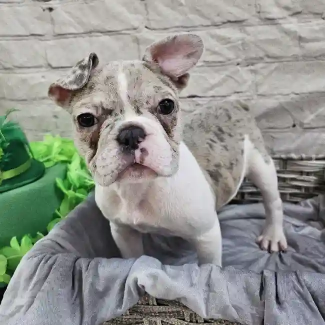 Female French Bulldog Puppy for Sale in Monroeville, PA