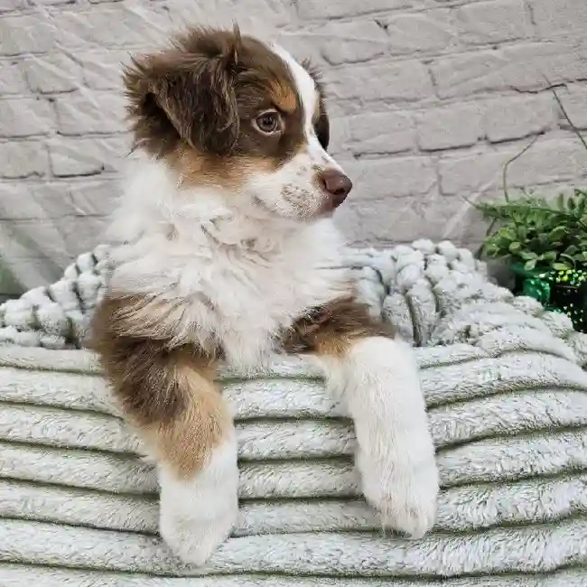 Male Miniature Australian Shepherd Puppy for Sale in Monroeville, PA