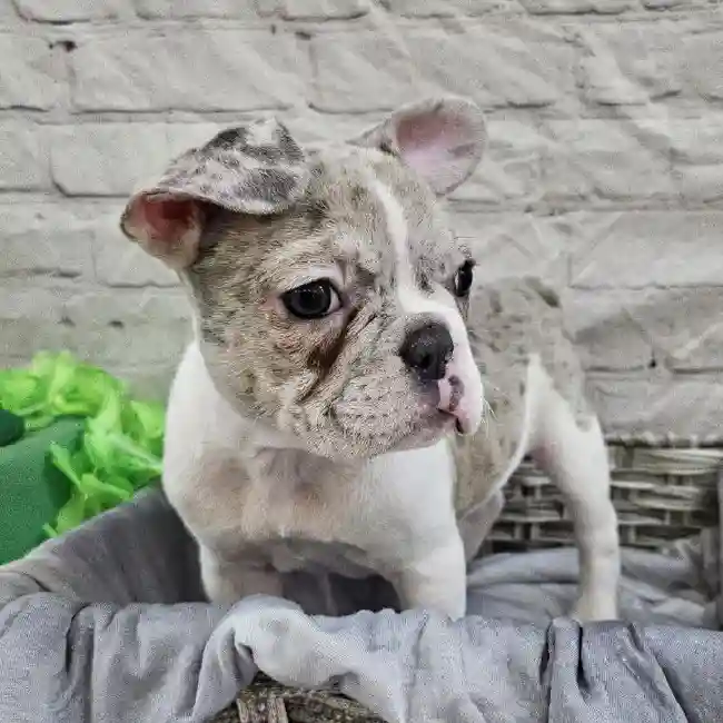 Female French Bulldog Puppy for Sale in Monroeville, PA