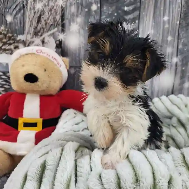 Male Yorkie Puppy for Sale in Monroeville, PA