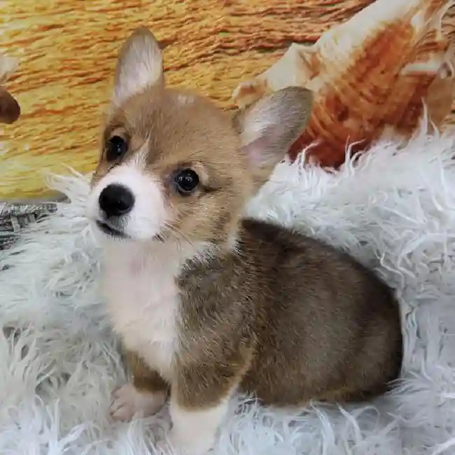 Male Pembroke Welsh Corgi Puppy for Sale in Monroeville, PA