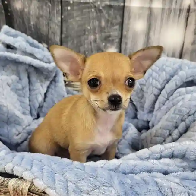 Male Chihuahua Puppy for Sale in Monroeville, PA