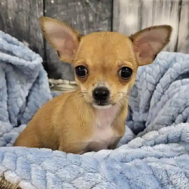 Male Chihuahua Puppy for Sale in Monroeville, PA