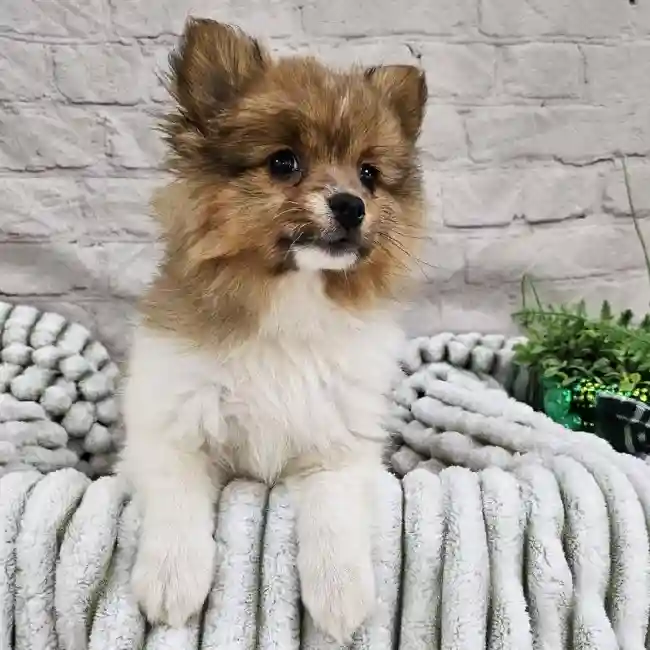 Female Pomeranian Puppy for Sale in Monroeville, PA