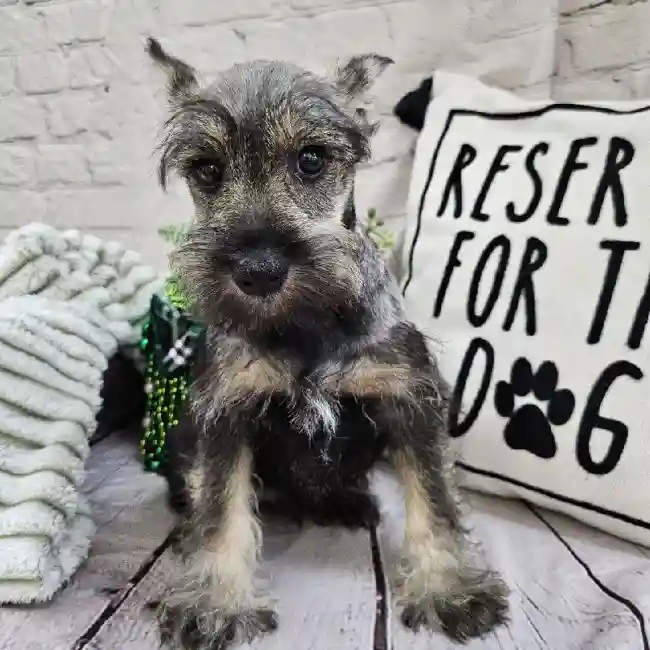 Male Mini Schnauzer Puppy for Sale in Monroeville, PA