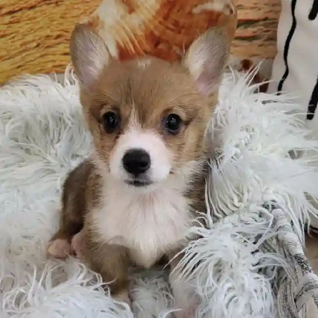 Male Pembroke Welsh Corgi Puppy for Sale in Monroeville, PA