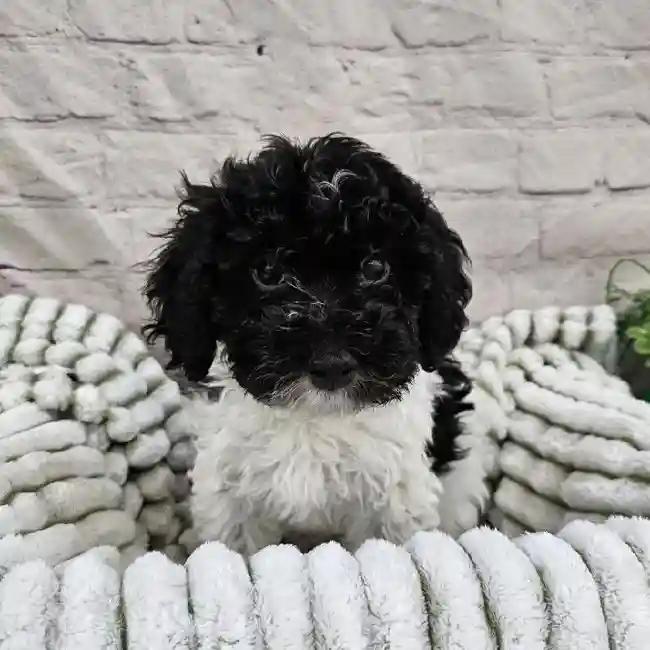 Male Havanese Puppy for Sale in Monroeville, PA