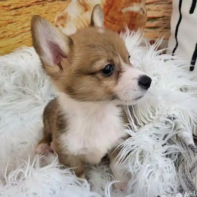 Male Pembroke Welsh Corgi Puppy for Sale in Monroeville, PA