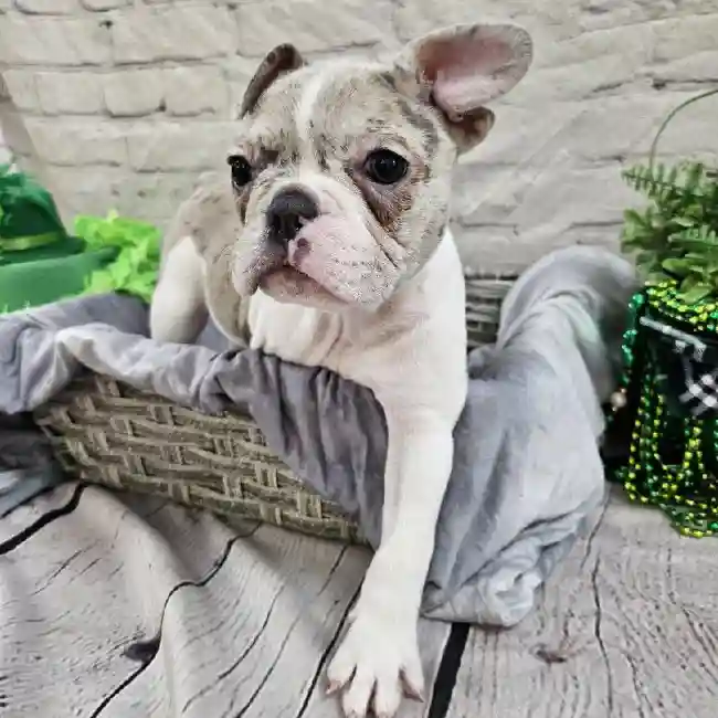 Female French Bulldog Puppy for Sale in Monroeville, PA