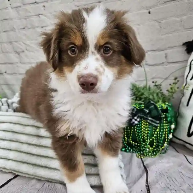 Male Miniature Australian Shepherd Puppy for Sale in Monroeville, PA