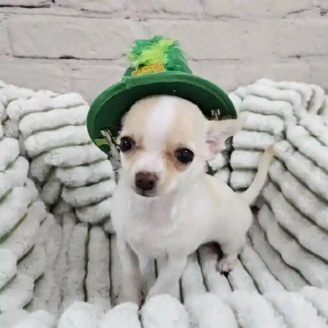 Female Chihuahua Puppy for Sale in Monroeville, PA