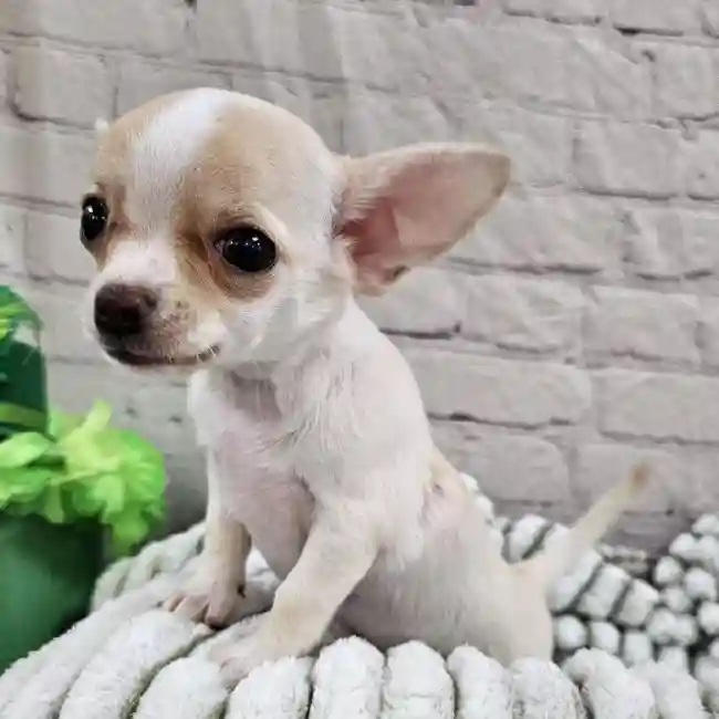 Female Chihuahua Puppy for Sale in Monroeville, PA