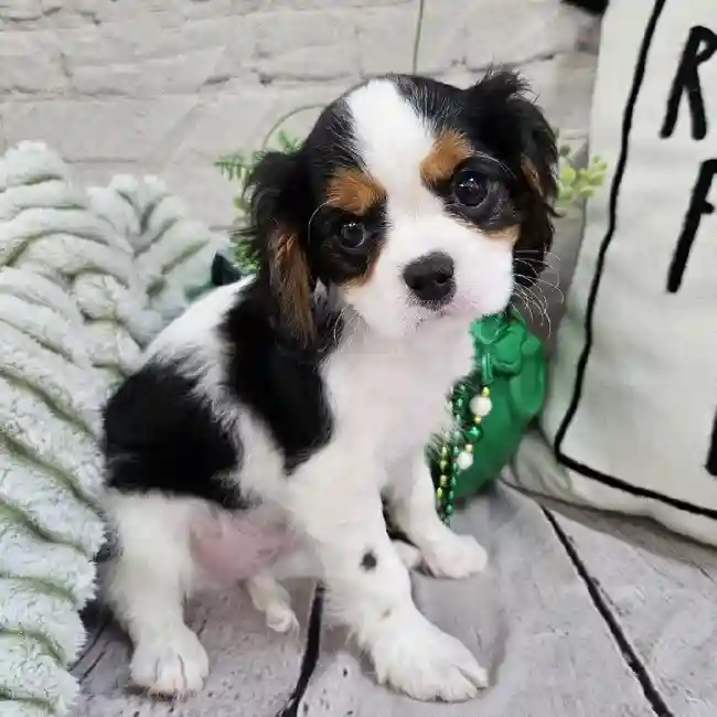 Male Cavalier King Charles Spaniel Puppy for Sale in Monroeville, PA