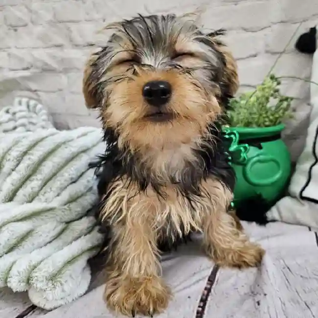 Male Yorkie Puppy for Sale in Monroeville, PA