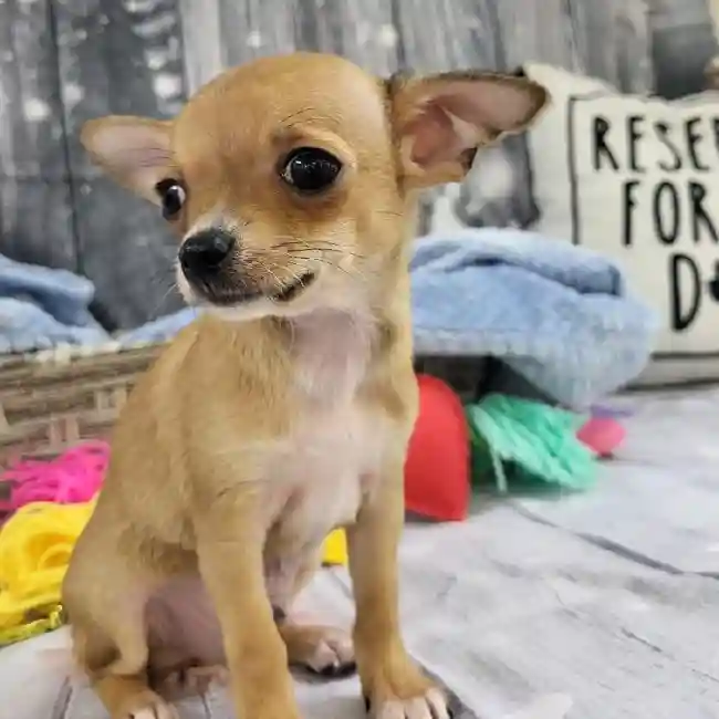 Male Chihuahua Puppy for Sale in Monroeville, PA