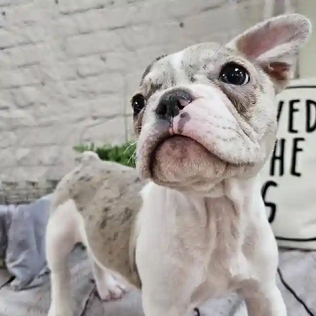 Female French Bulldog Puppy for Sale in Monroeville, PA