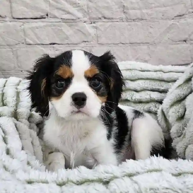 Male Cavalier King Charles Spaniel Puppy for Sale in Monroeville, PA