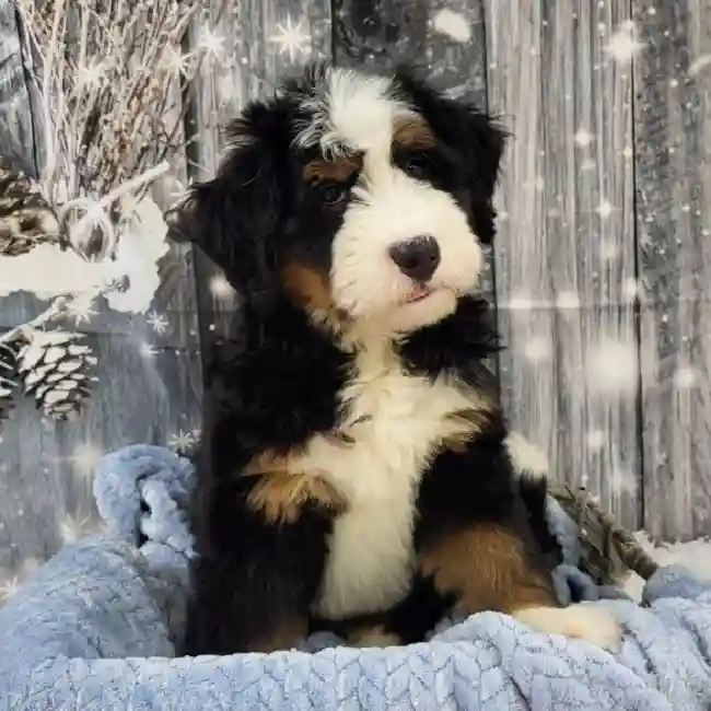 Male Mini Bernedoodle 2nd Gen Puppy for Sale in Monroeville, PA