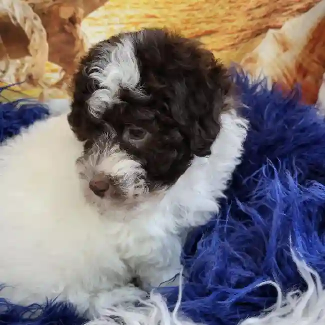 Male Havanese Puppy for Sale in Monroeville, PA