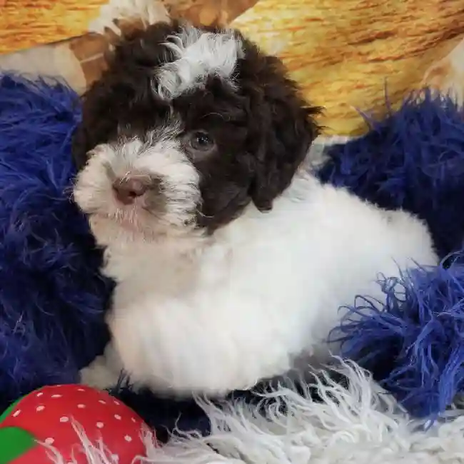 Male Havanese Puppy for Sale in Monroeville, PA