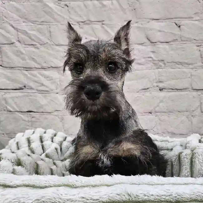 Male Mini Schnauzer Puppy for Sale in Monroeville, PA