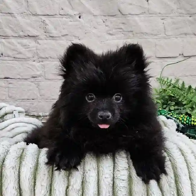 Male Pomeranian Puppy for Sale in Monroeville, PA