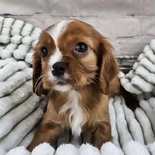 Male Cavalier King Charles Spaniel Puppy for Sale in Monroeville, PA