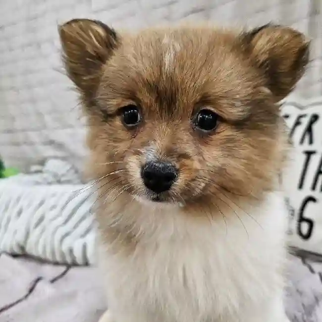 Female Pomeranian Puppy for Sale in Monroeville, PA