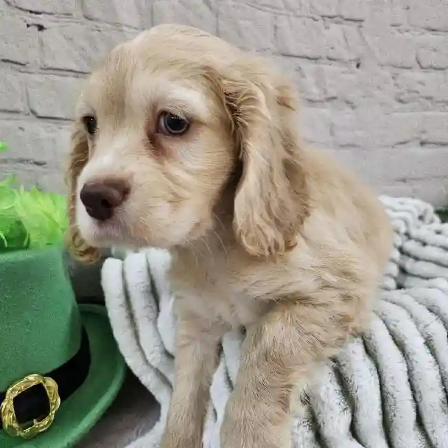 Male Cocker Spaniel Puppy for Sale in Monroeville, PA