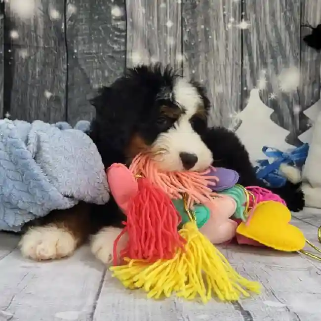 Male Mini Bernedoodle 2nd Gen Puppy for Sale in Monroeville, PA