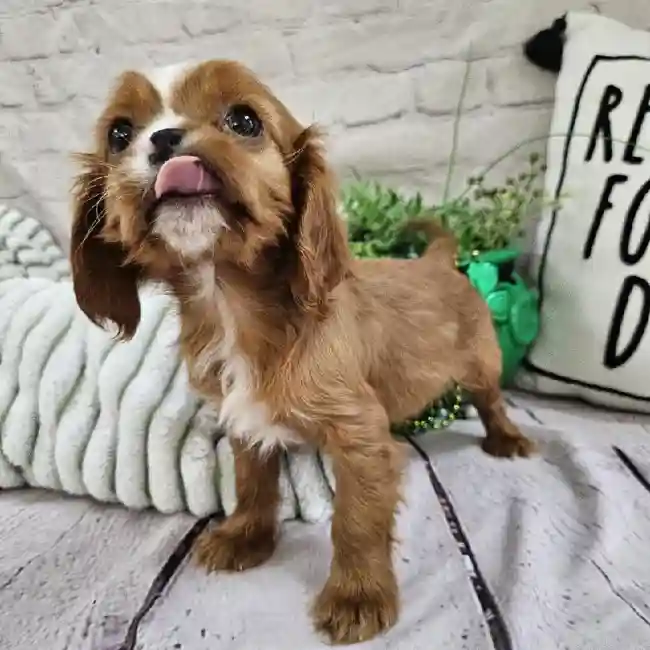 Male Cavalier King Charles Spaniel Puppy for Sale in Monroeville, PA