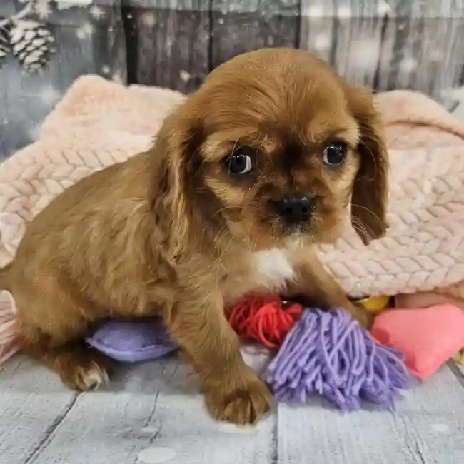 Female Cavalier King Charles Spaniel Puppy for Sale in Monroeville, PA