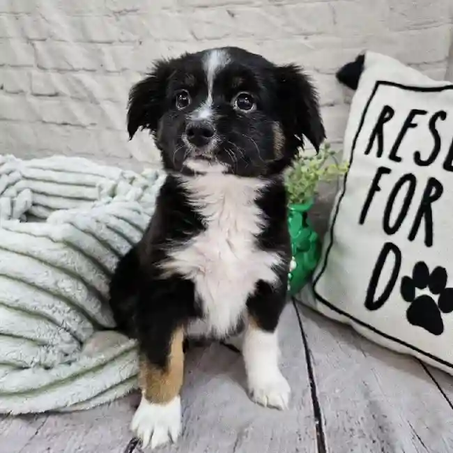 Female Miniature Australian Shepherd Puppy for Sale in Monroeville, PA