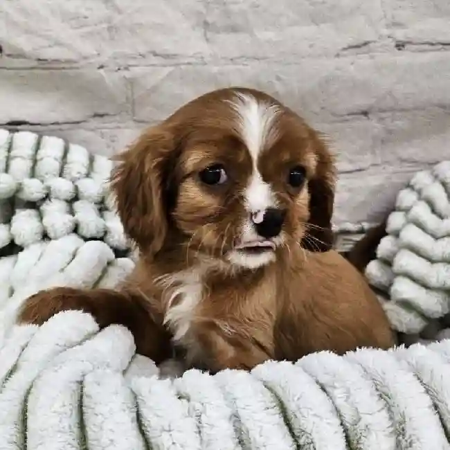 Male Cavalier King Charles Spaniel Puppy for Sale in Monroeville, PA